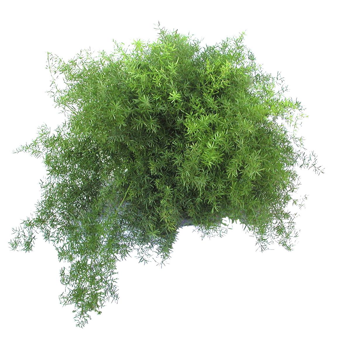 Esparrago sprengierii 36 x 39 cm en maceta de plástico