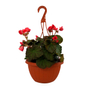 PLANTA NATURAL BEGONIA SOLENIA 10 PULGADAS CON MACETA COLGANTE DE PLÁSTICO