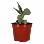 PLANTA NATURAL SUCULENTA FALCATA 6 PULGADAS