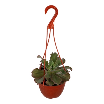 PLANTA NATURAL SUCULENTA GIBBIFLORA 7.5 PULGADAS