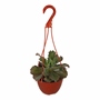 Euphorbia Eritrea Suculenta - Planta Natural De 50-60 Cm Para Interior Y Exterior