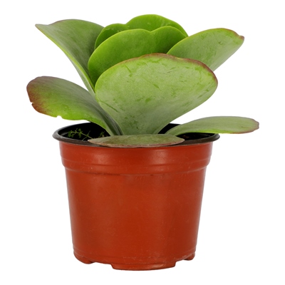 PLANTA NATURAL KALANCHOE THYRCIFLORA 6 PULGADAS