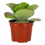PLANTA NATURAL KALANCHOE THYRCIFLORA 6 PULGADAS