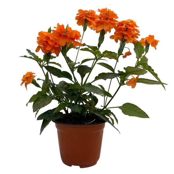 CROSSANDRA 5"