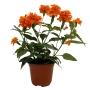 CROSSANDRA 5"