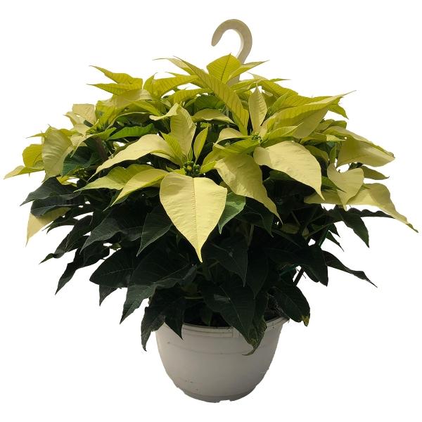 NOCHEBUENA BLANCA 10 PG. COLGANTE