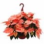 PLANTA NOCHEBUENA MARBLE STAR NATURAL 10 PULGADAS CON MACETA DE PLÁSTICO