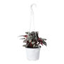PLANTA BEGONIA REX NATURAL 51 X 17 CM CON MACETA DE PLÁSTICO