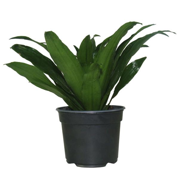 PLANTA JANET CRAIG COMPACTA NATURAL VERDE 23 X 13 CM