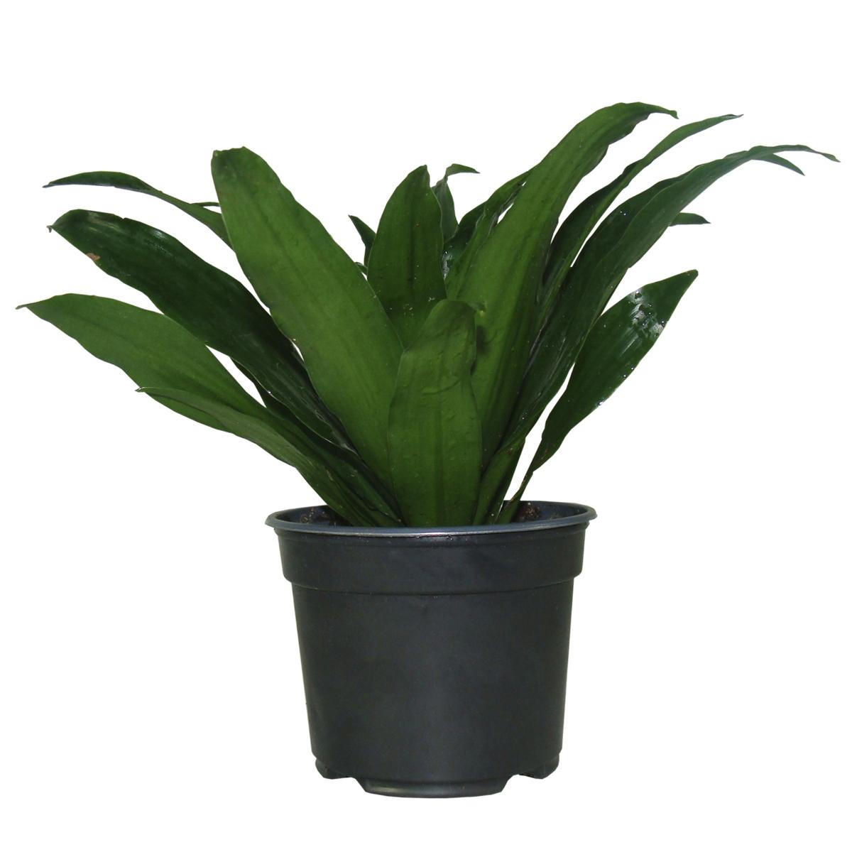 Planta janet craig compacta natural verde 23 x 13 cm