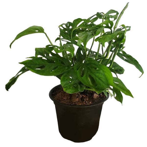 PLANTA ESQUELETOS 33 X 27 CM CON MACETA DE PLÁSTICO