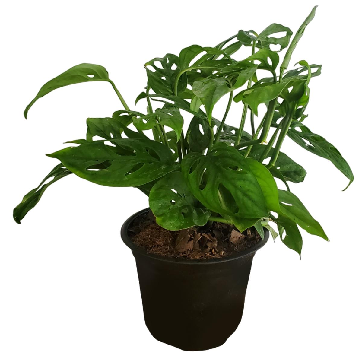 Planta esqueletos 33 x 27 cm con maceta de plástico