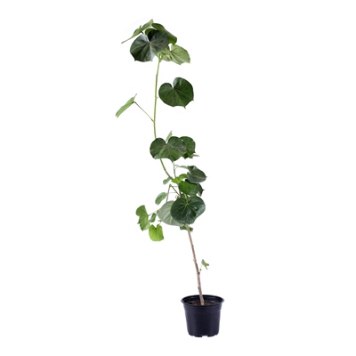 PLANTA ARCOÍRIS NATURAL VERDE 1.50 M X 20 CM