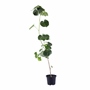 PLANTA ARCOÍRIS NATURAL VERDE 1.50 M X 20 CM