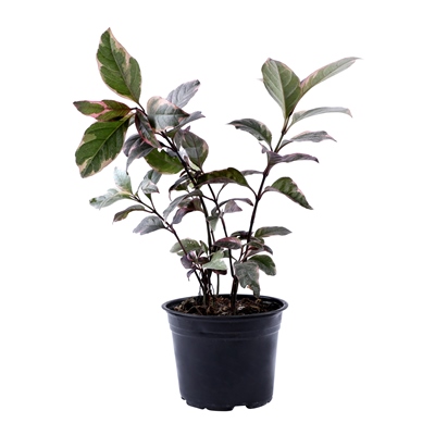 PLANTA ARALIA MÁRMOL NATURAL VERDE 63 X 20 CM