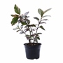 PLANTA ARALIA MÁRMOL NATURAL VERDE 63 X 20 CM