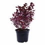PLANTA ALTERNANTHERA ROJA NATURAL ROJO 52 X 21 CM