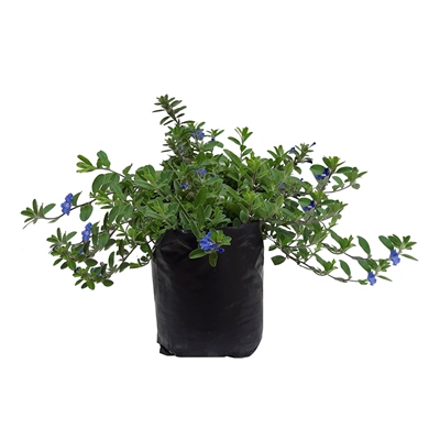 PLANTA SALVIA AZUL NATURAL 24 X 34 CM