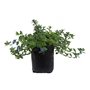 PLANTA SALVIA AZUL NATURAL 24 X 34 CM