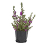PLANTA CENIZO NATURAL MORADO 45 X 32 CM