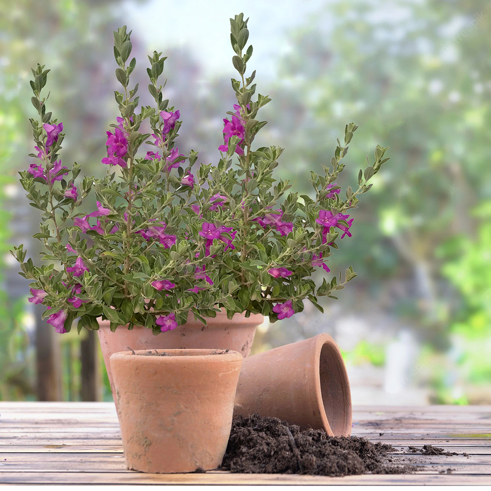 Chaise Longue Pêche Gimisgu - Pliable 200x64cm - 150kg Charge - 6.8kg - Vert Foncé