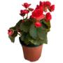 PLANTA BEGONIA SOLENIA 6 PULG