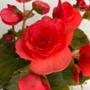 Description img 5