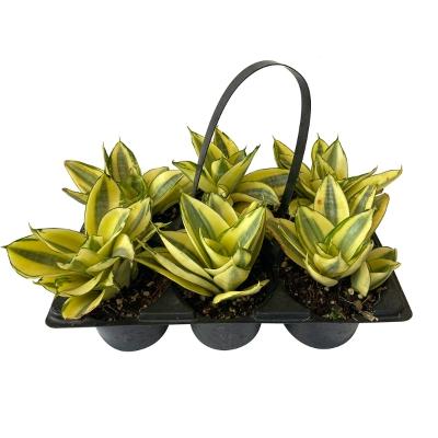 PLANTA SANSEVERIA SIX PACK