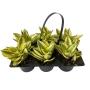 PLANTA SANSEVERIA SIX PACK