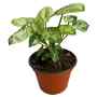 PLANTA FOLLAJES MINI 3 PULG