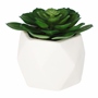 PLANTA DEC. BLANCA SUCULENTA C