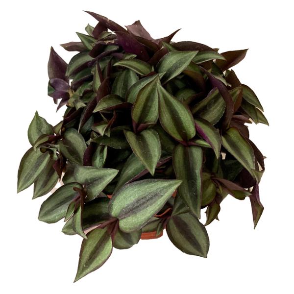 PLANTA TRADESCANTIA ZEBRINA 6 PG