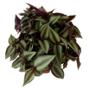 PLANTA TRADESCANTIA ZEBRINA 6 PG