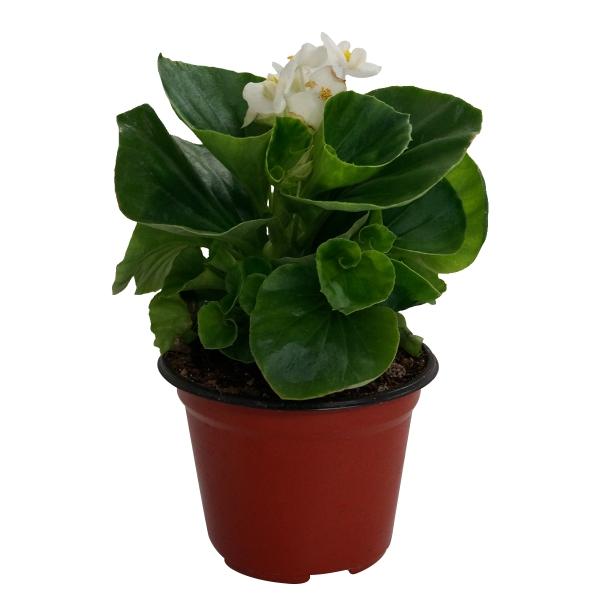 PLANTA BEGONIA CERA 5 PG.