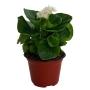 PLANTA BEGONIA CERA 5 PG.