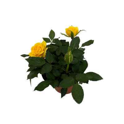 PLANTA ROSA FOREVER 4 PG.