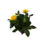 PLANTA ROSA FOREVER 4 PG.