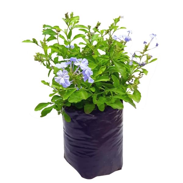PLANTA PLUMBAGO AZUL B27 L