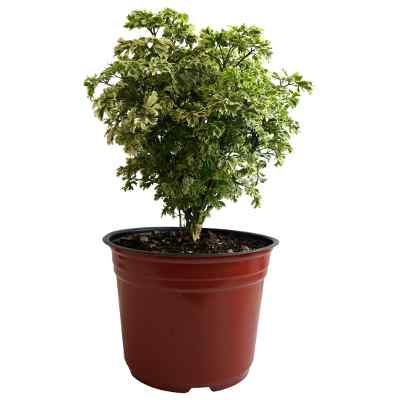 PLANTA ARALEA YOKO 4 PG