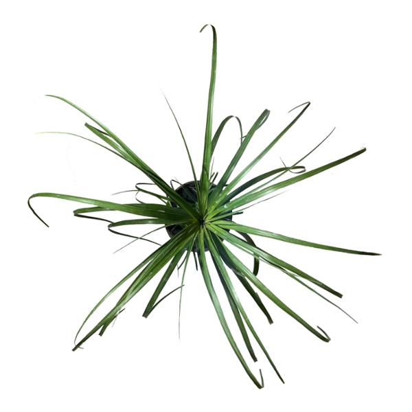 PLANTA BEUCARNEA 6 PG