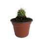 PLANTA CACTUS 3 PG