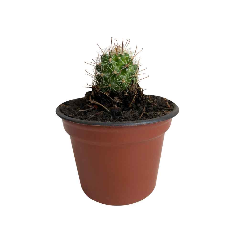 Planta cactus 3 pg