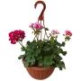 PLANTA GERANIO MALVON
