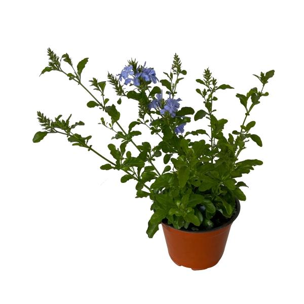 PLANTA PLUMBAGO | The Home Depot México