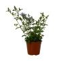 PLANTA PLUMBAGO