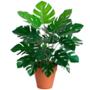 PLANTA MONSTERA DE POLIETILENO ARTIFICIAL 41 X 43 CM CON MACETA DE PLÁSTICO 2 PIEZAS