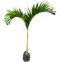 PALMA KERPIS B42 L 1.50 M ALTO
