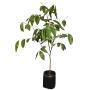 ARBOL LLUVIA DE ORO 90CM B35 L