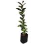 ARBOL GUAYABO B 35 ALTURA 1M