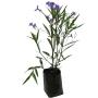 PLANTA ROHELIA COMUN 60CM B35 L